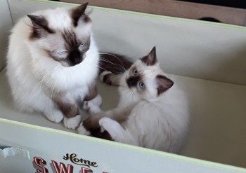 chaton et sa maman - Chatterie Ragdolls du Val de Beauvoir